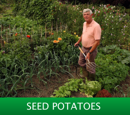 Seed Potatoes